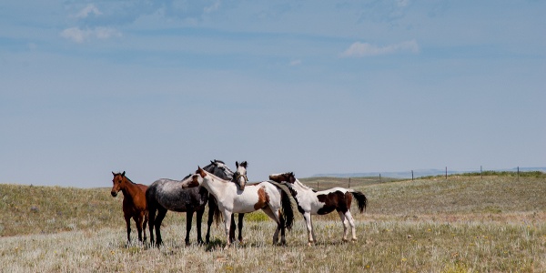 horses on plains of Blackfeet Indian Reservation