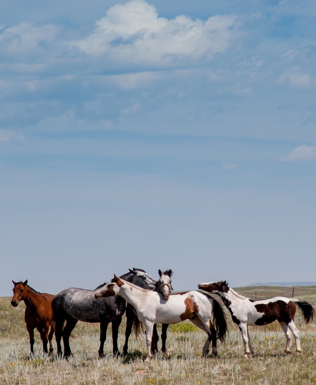 Horses, Blackfeet Indian Reservation