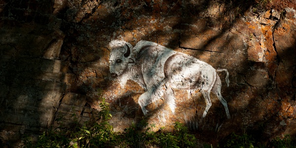 A drawing of a white buffalo on a rocky outcrop on the Rocky Boy's Indian Reservation. The white buffalo is a sacred symbol, said to represent strength, virility and hope